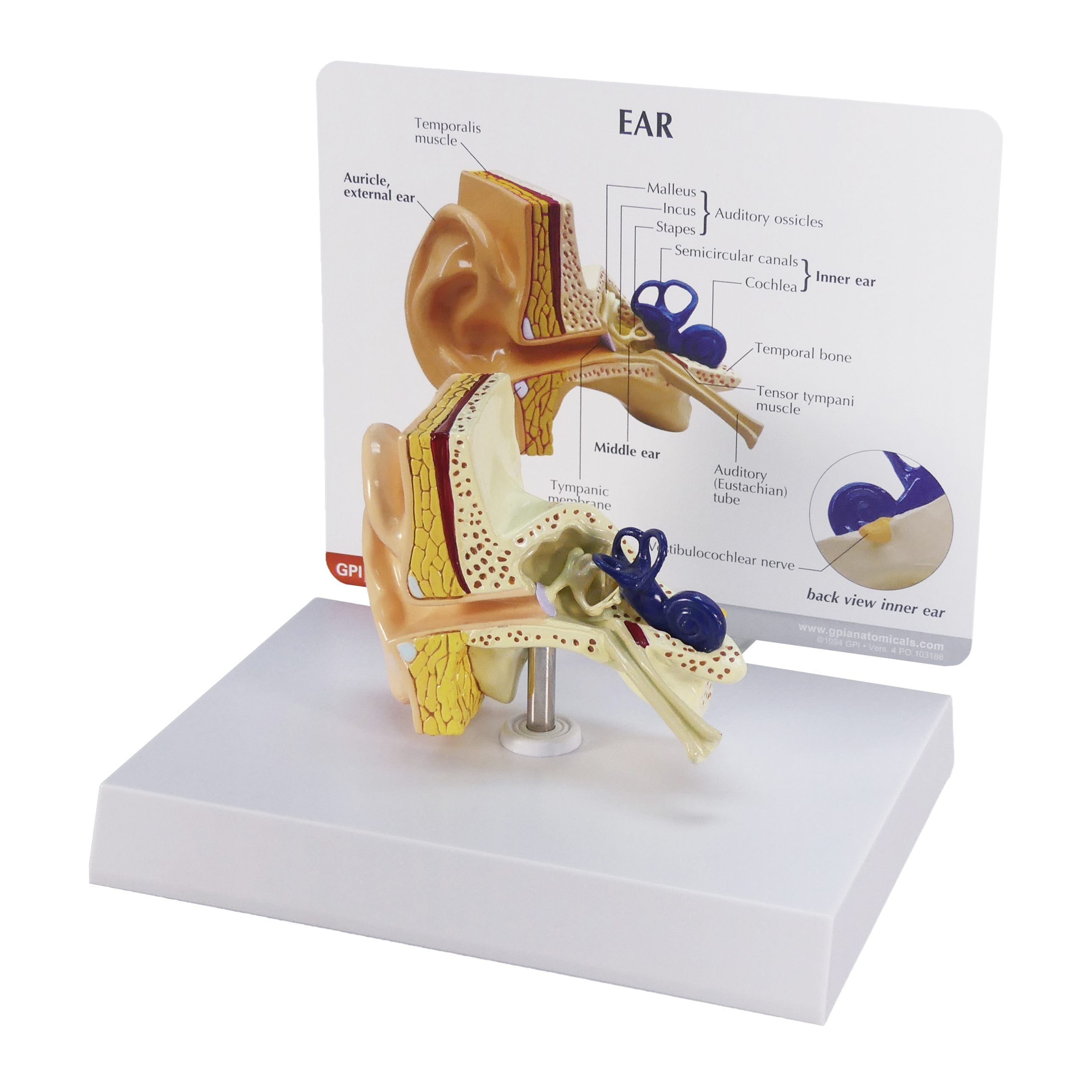 Human Ear Model Incus Human Ear Model 2250 | Anatomy of Human Ear Model | GPI Anatomicals ...