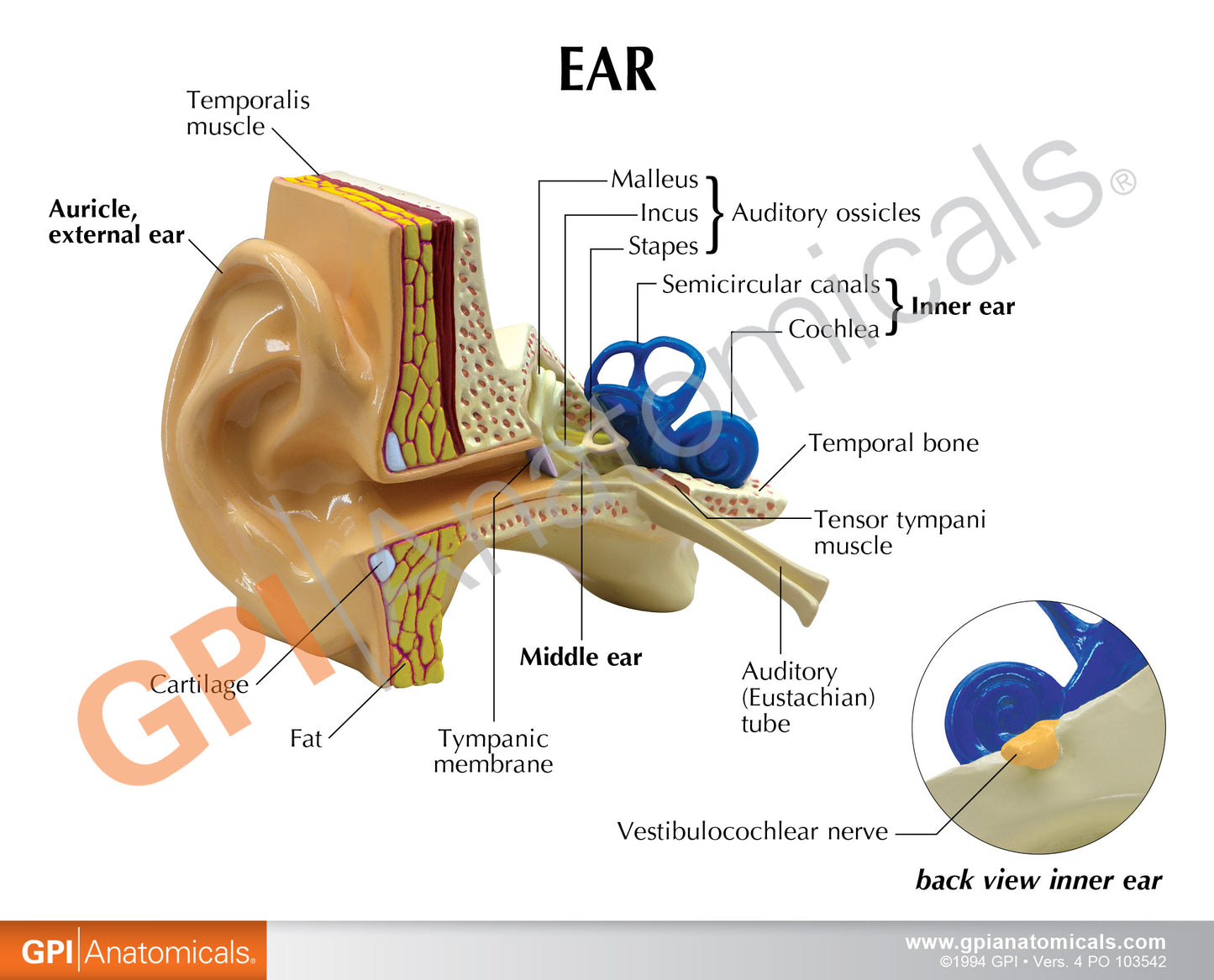 Life-size Human Ear Model Card 2250
