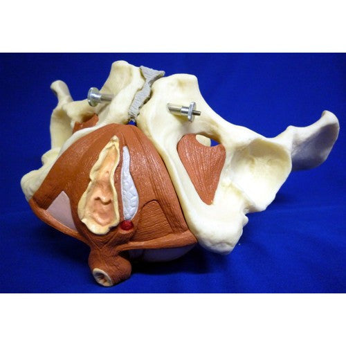 Pelvis Model with Pelvic Floor (5 part)