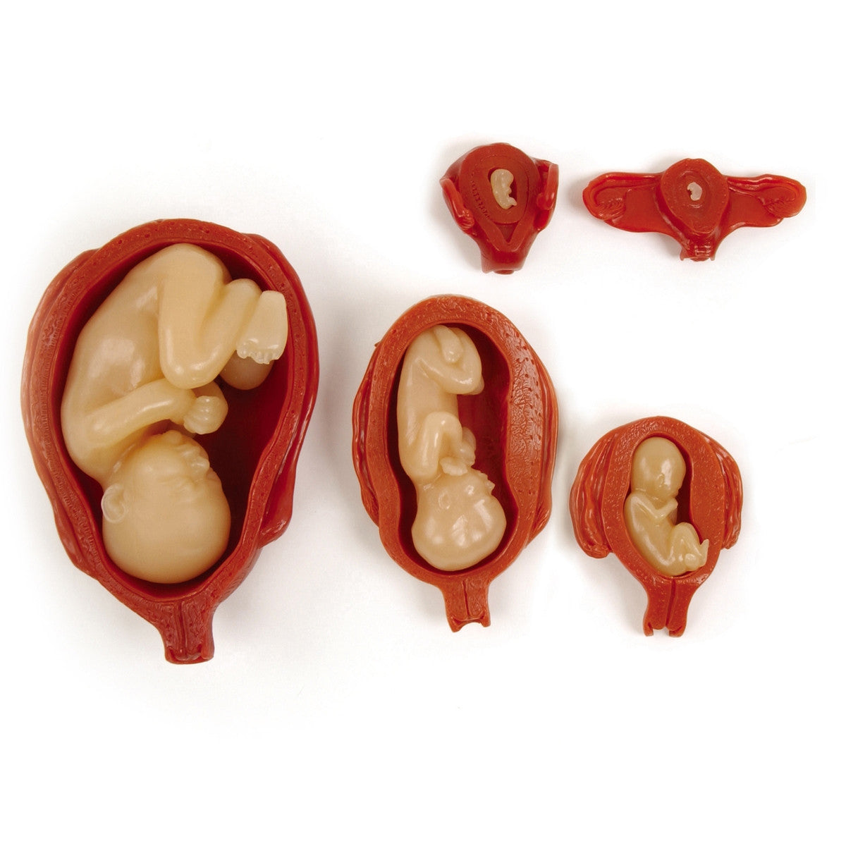 Uterus With Foetus Anatomical Model Set (5 stages)