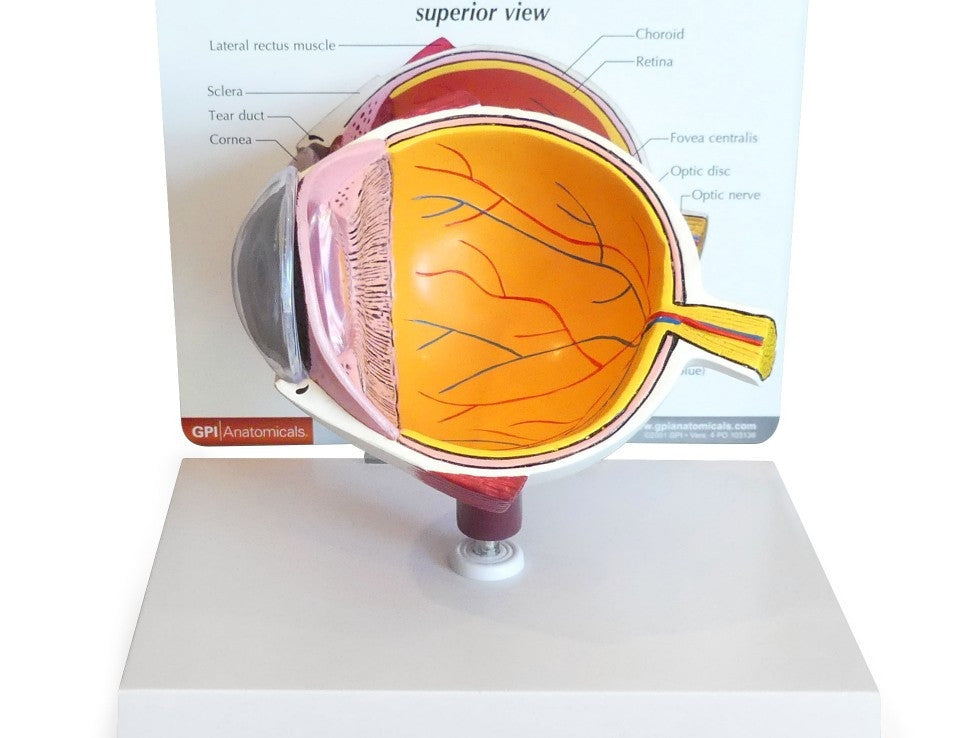 Oversized Cutaway Eye Model showing the eyes inner anatomy