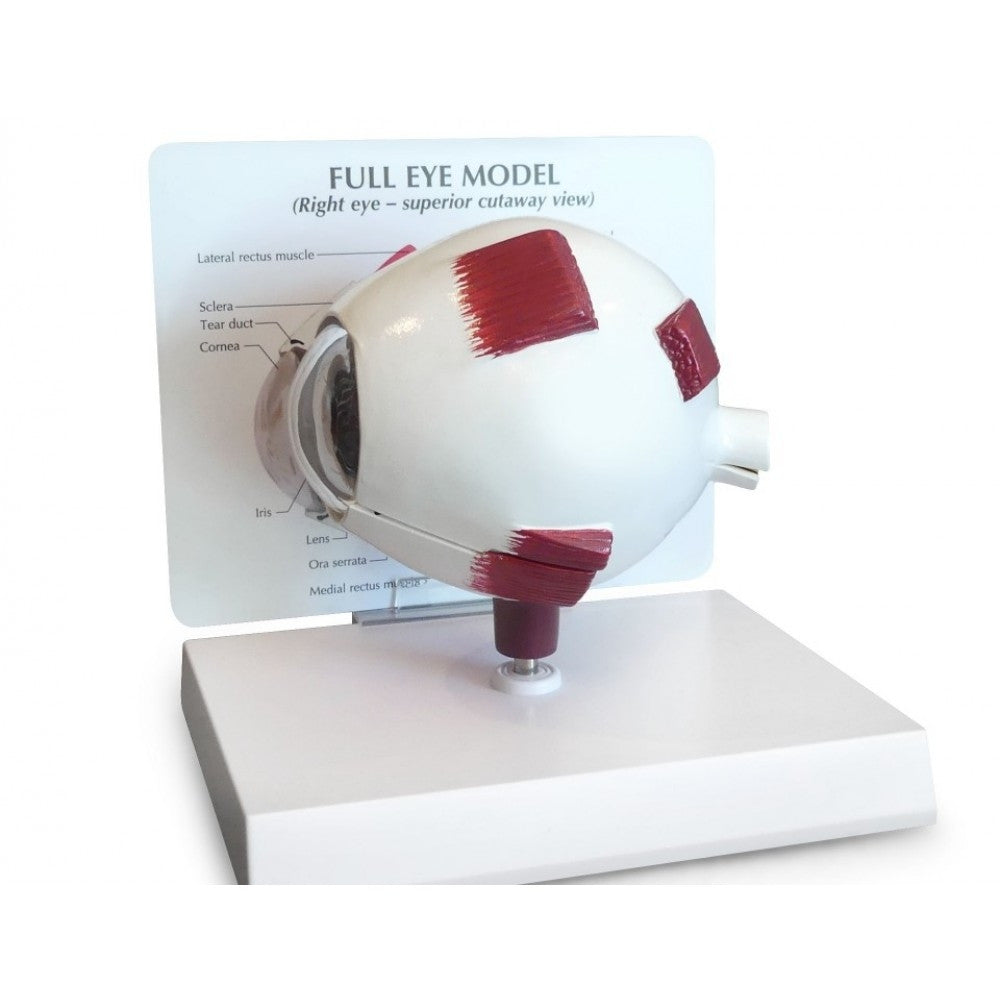Full Eye Model