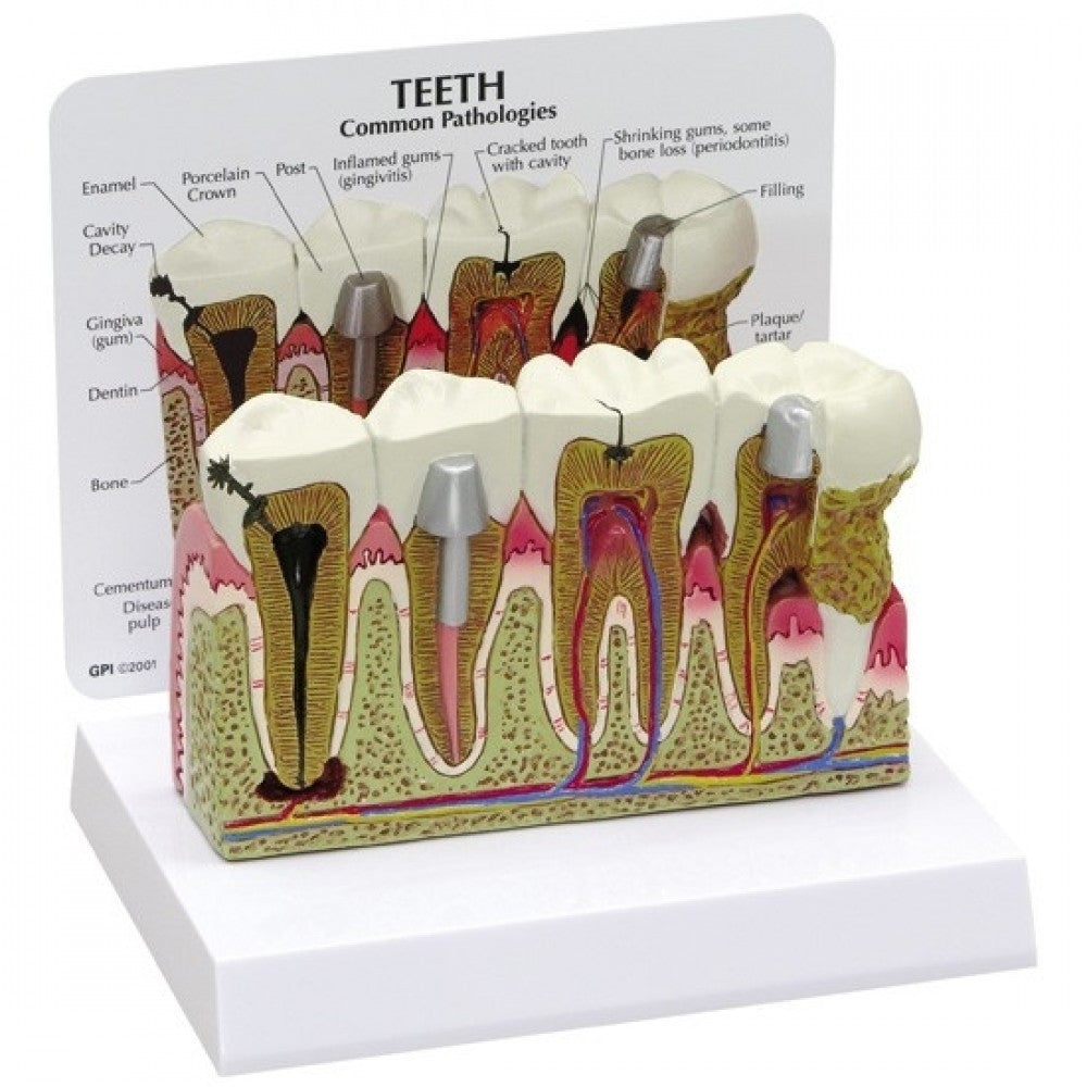 Dental Anatomy & Pathology Collection