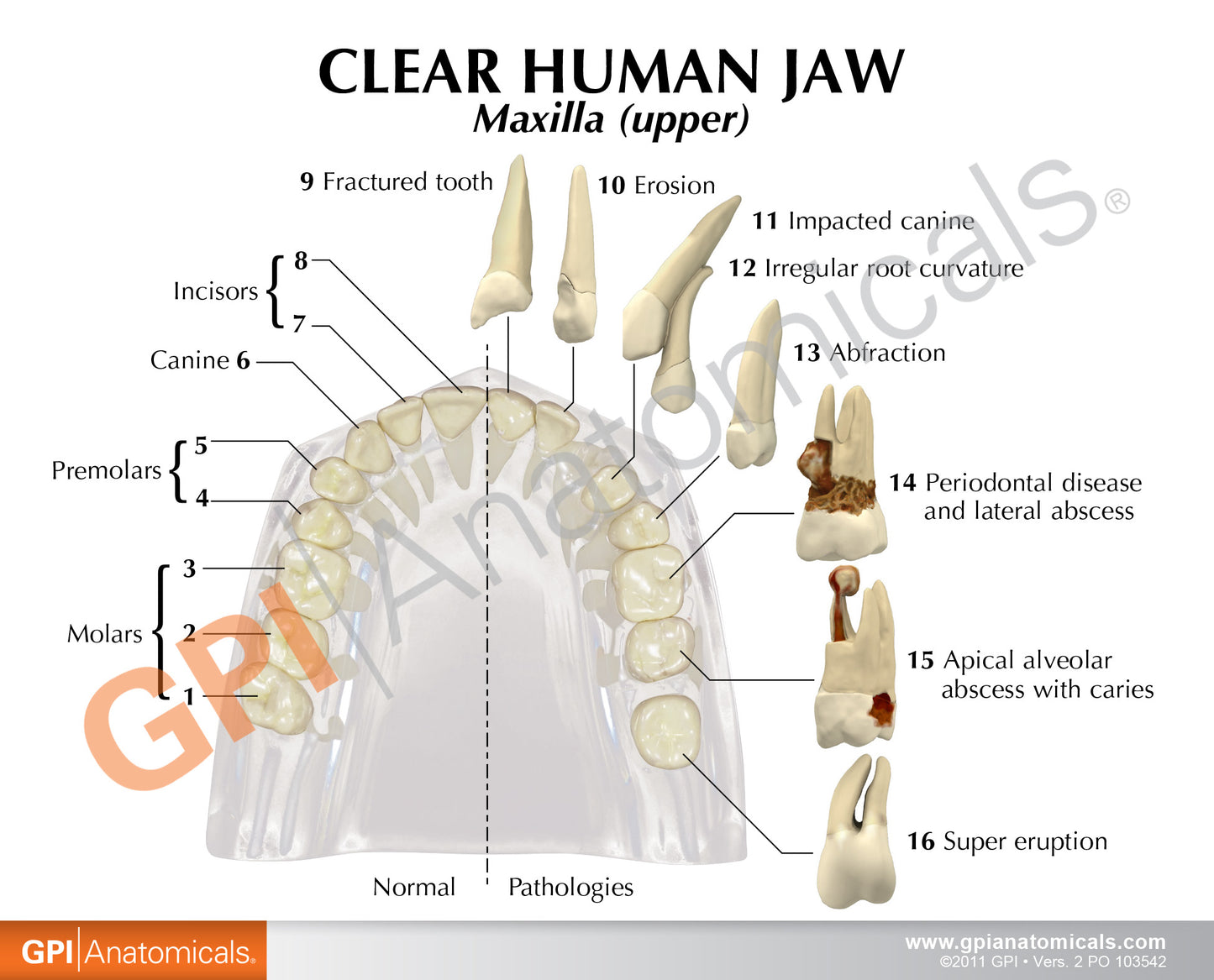 2861 Clear Human Jaw Card Back