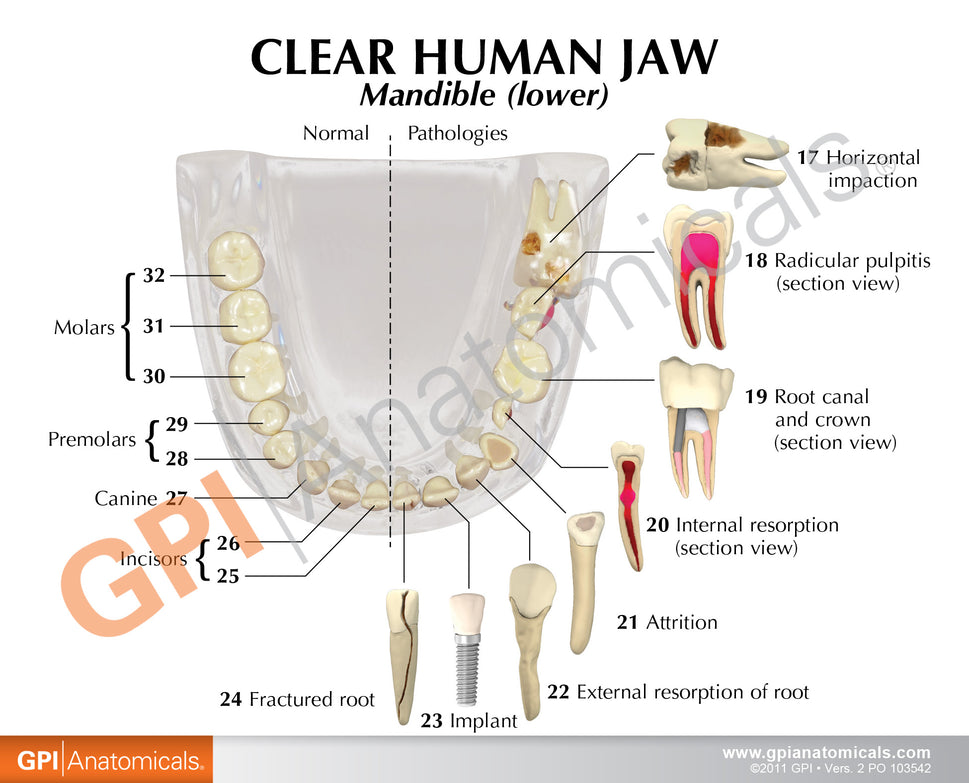 Transparent Jaw with Teeth Model