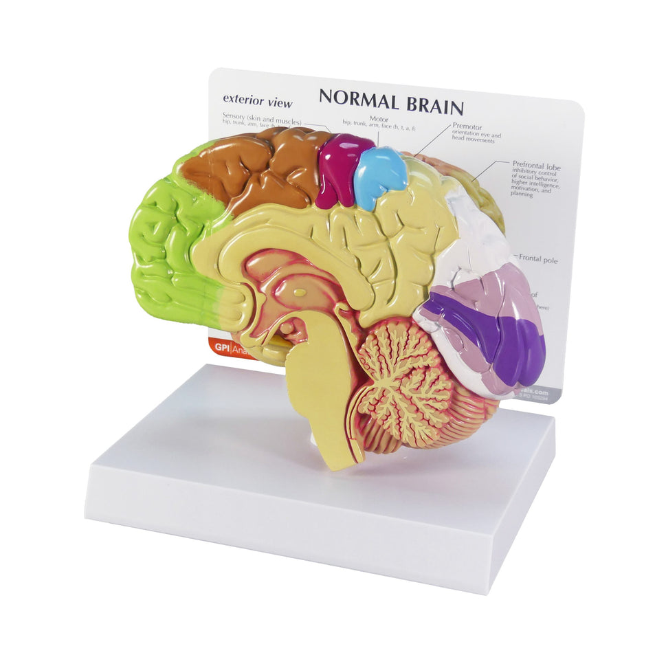Half Brain Model