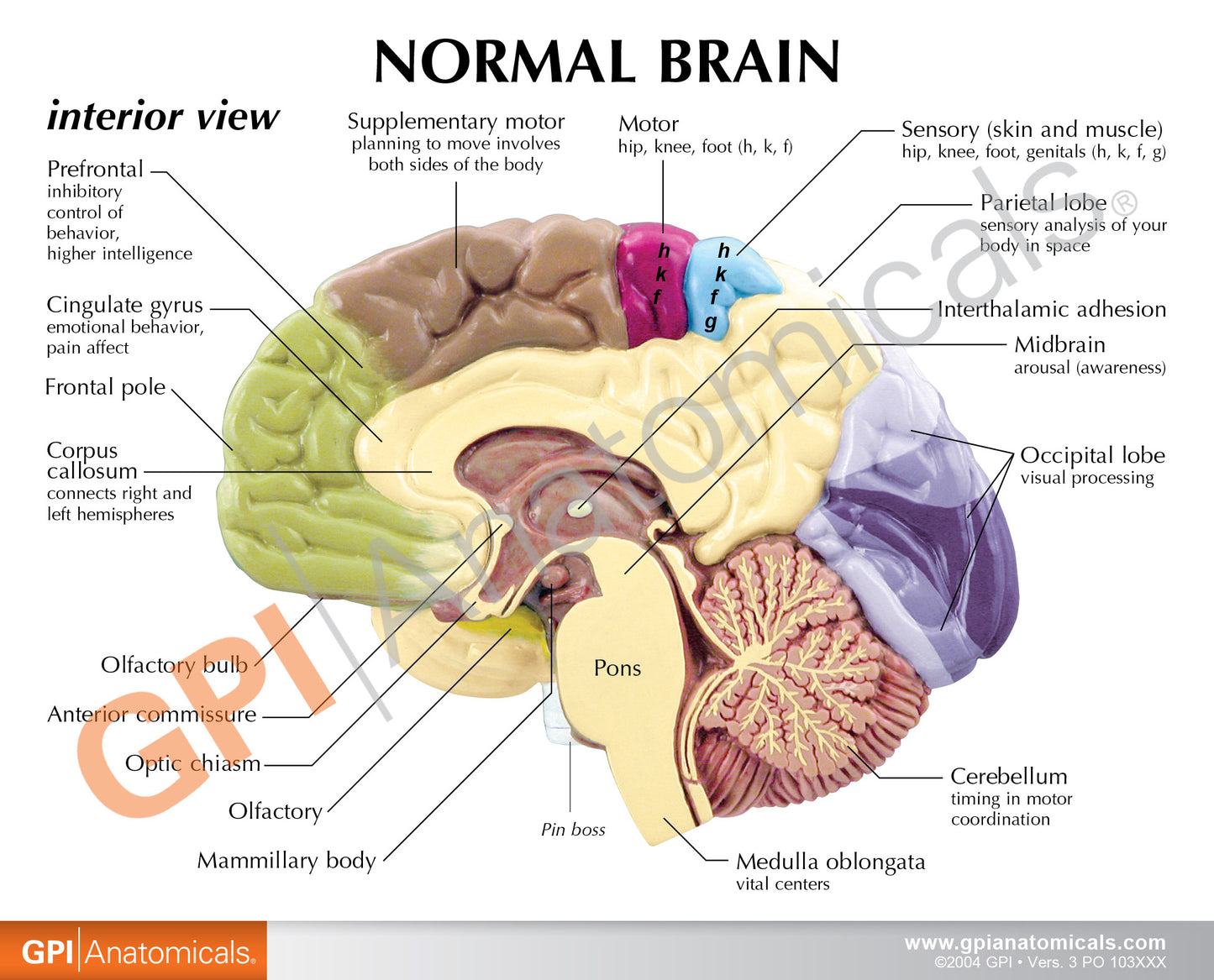 2950 Half Brain card back