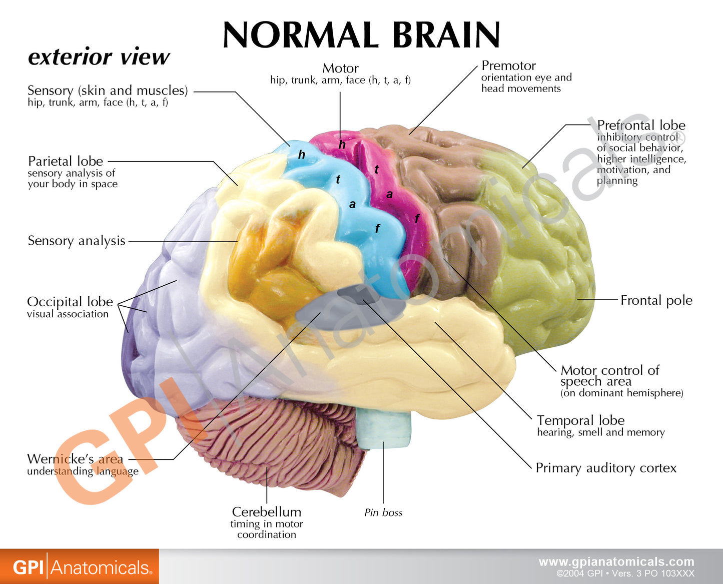2950 Half Brain card front