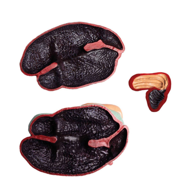 3 Part Bovine Stomach Model