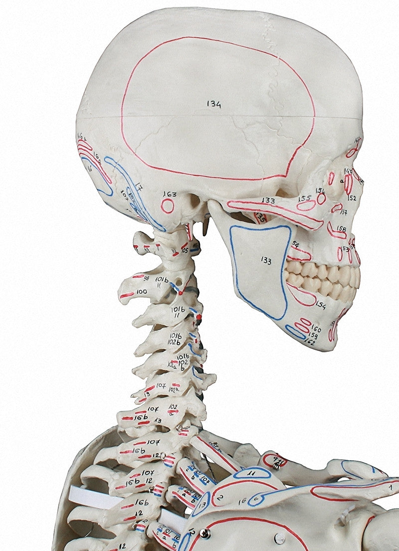 Arnold Skeleton Model with Muscle Markings