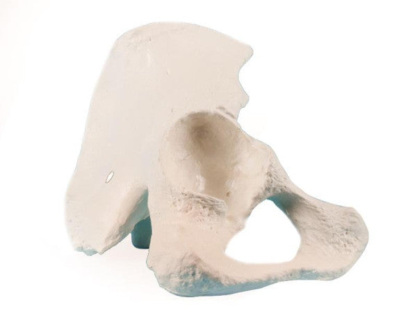 Pelvis Half Bone Model