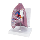 Switch Lung Anatomy Model 3100 image 2 3 image