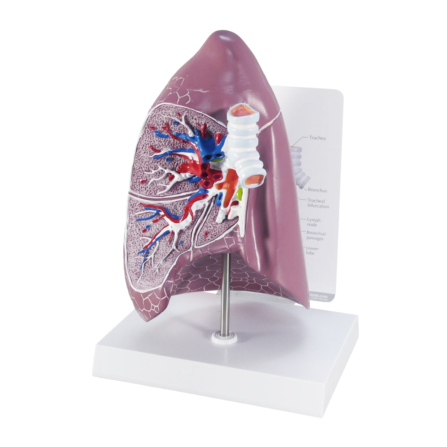 Lung Anatomy Model 3100 image 2