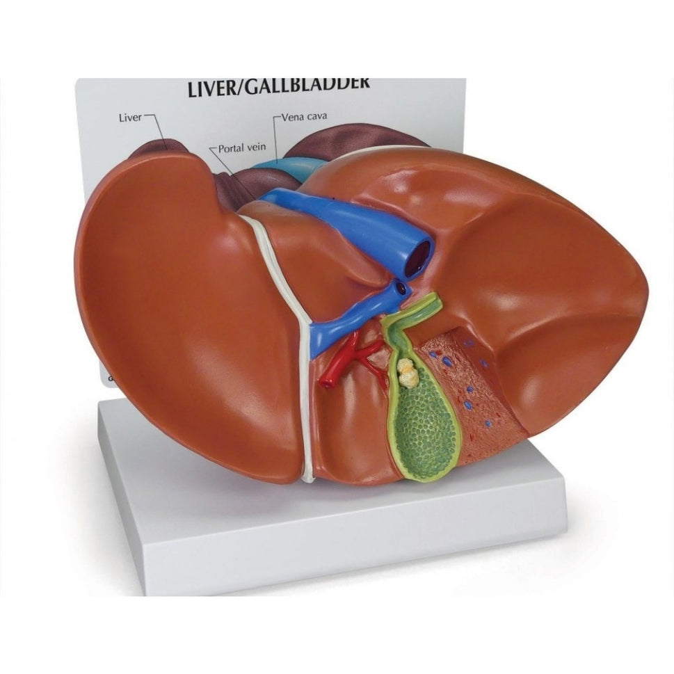 Digestive System Anatomy & Pathology Collection