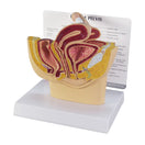 Switch 3500 Female Pelvis Model on stand 3 image