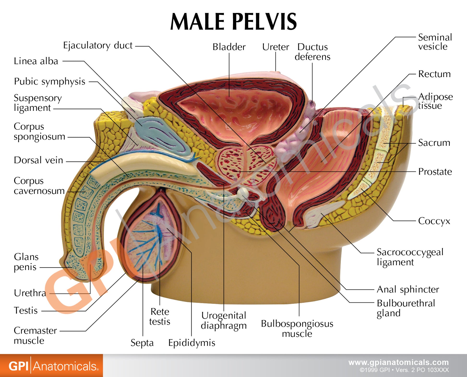 Male Pelvis and Prostate Section Model