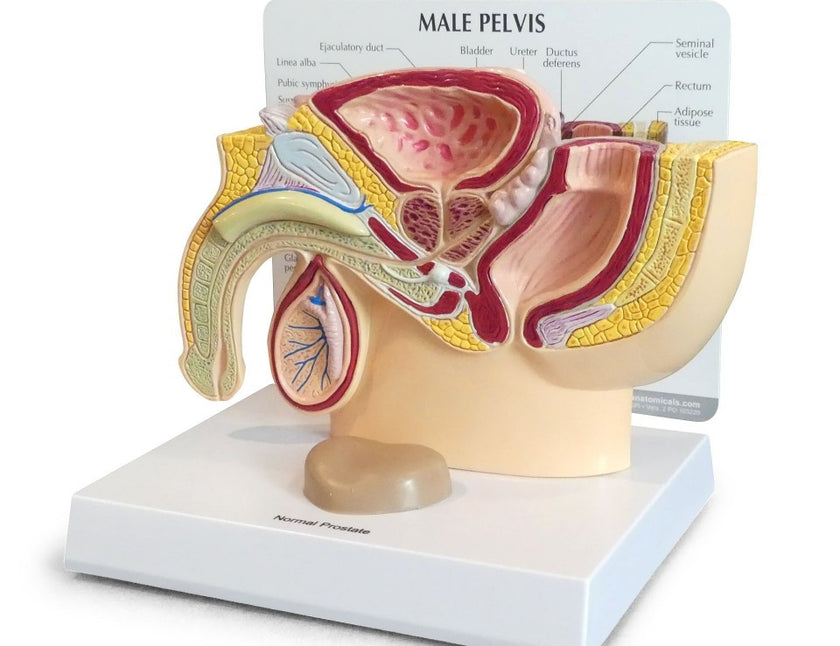 Male Pelvis and Prostate Section Model