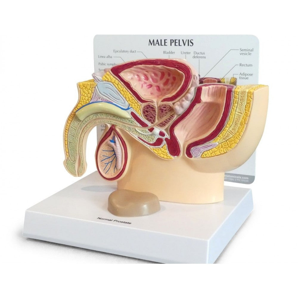 Male Reproductive System Anatomy & Pathology Collection