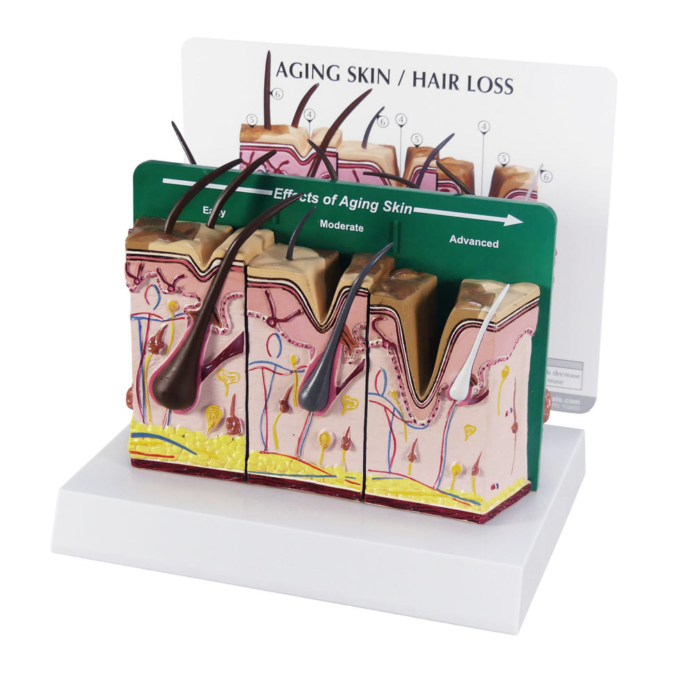 Aging Skin and Hair Loss Model