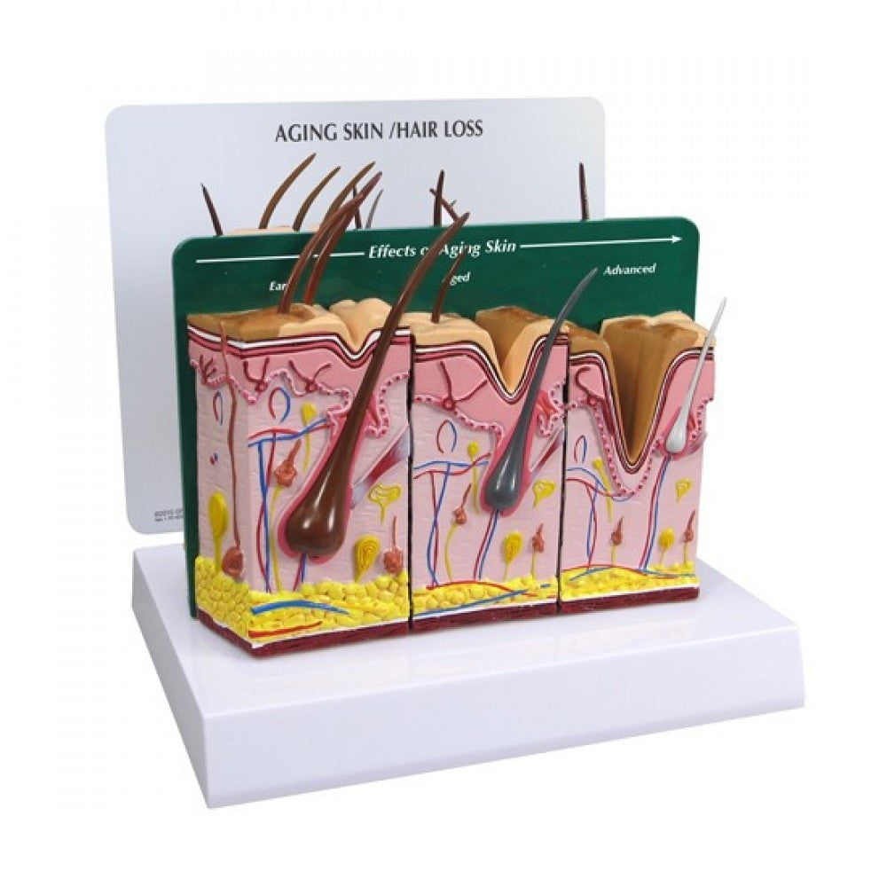 Skin Anatomy & Pathology Collection