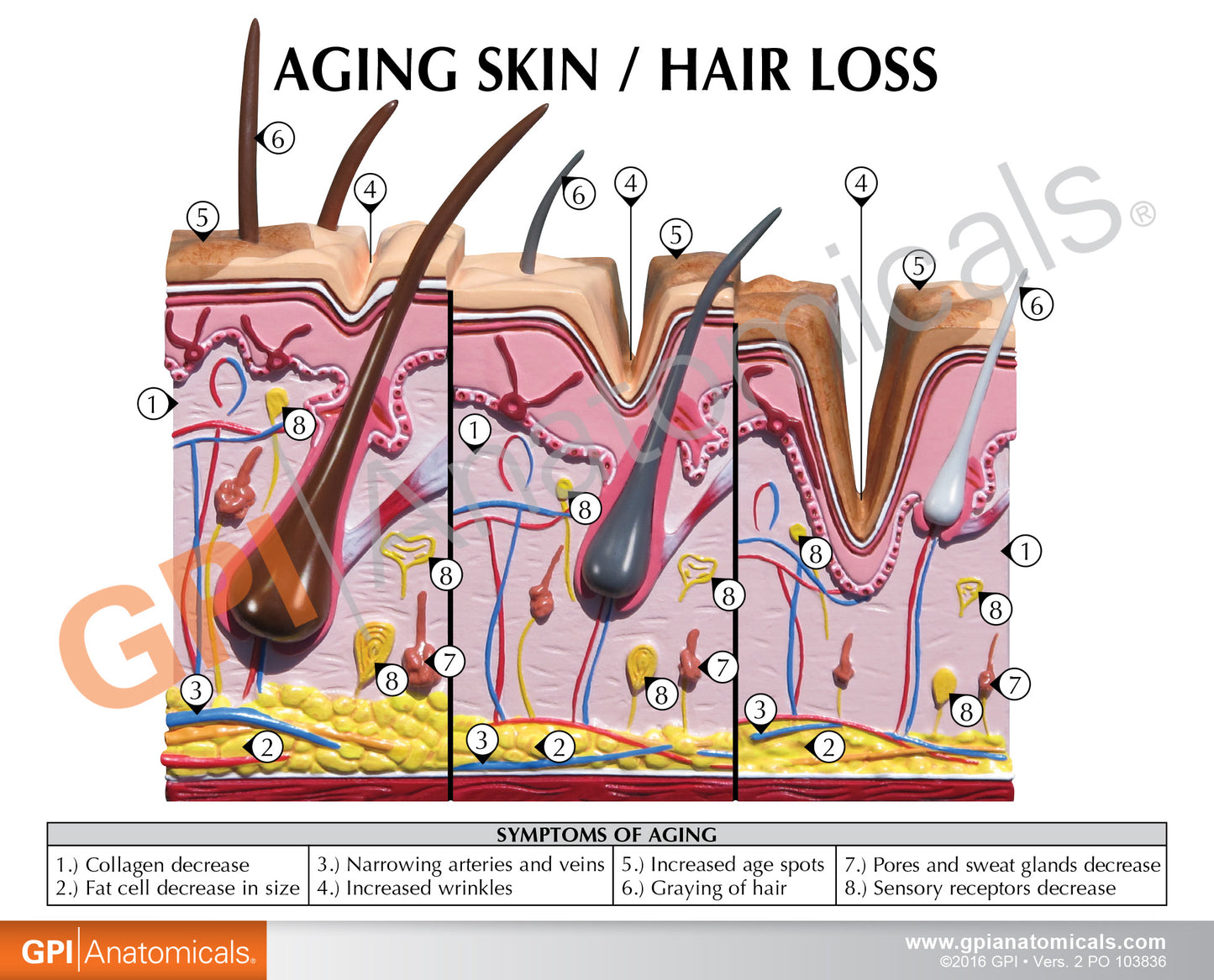 Aging Skin and Hair Loss Model 3900 card front