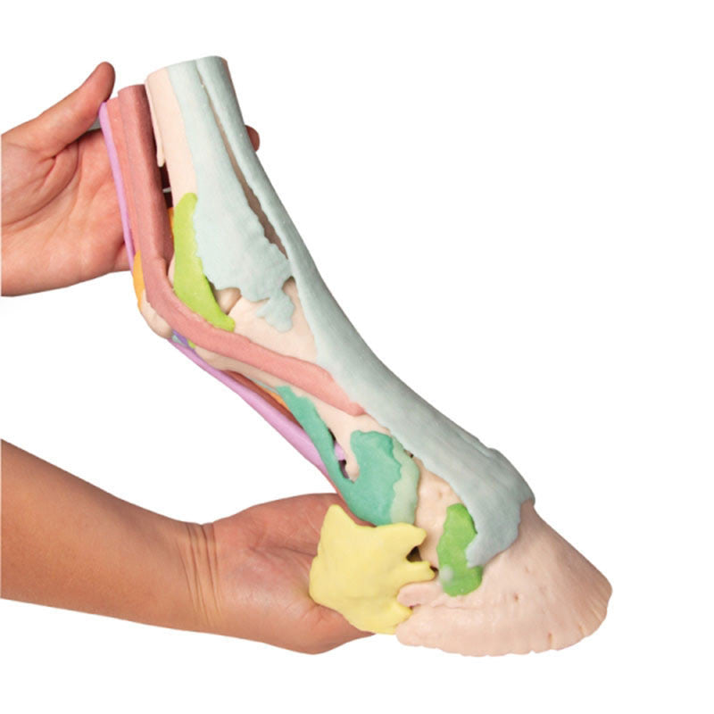 Equine Hoof 3D Printed Model - Model 1