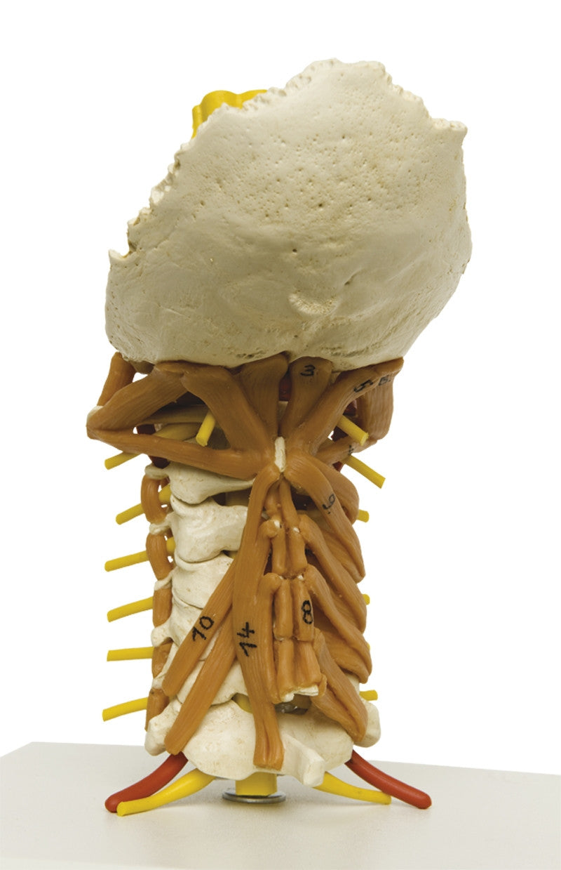 Cervical Spine Model with Neck Musculature