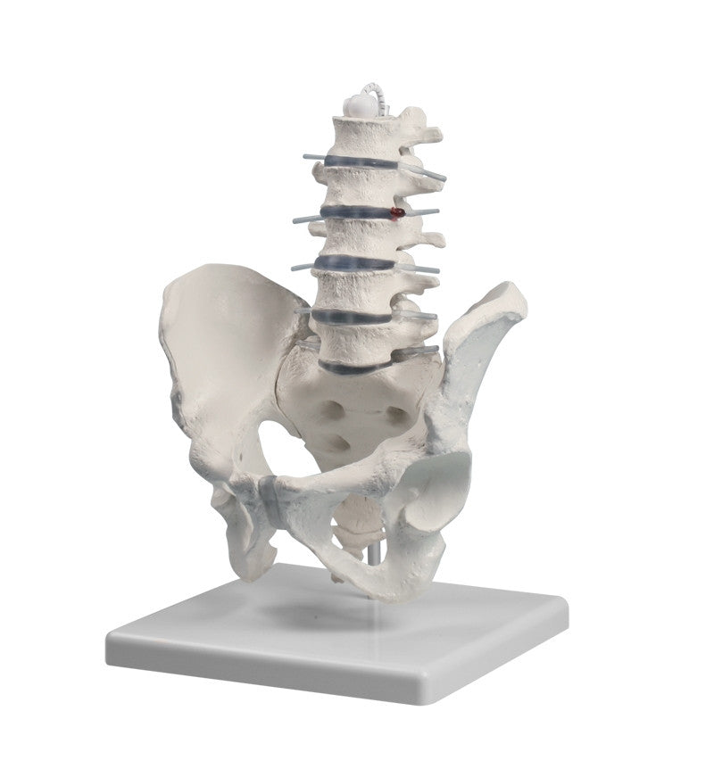 Lumbar Spine Model with Pelvis
