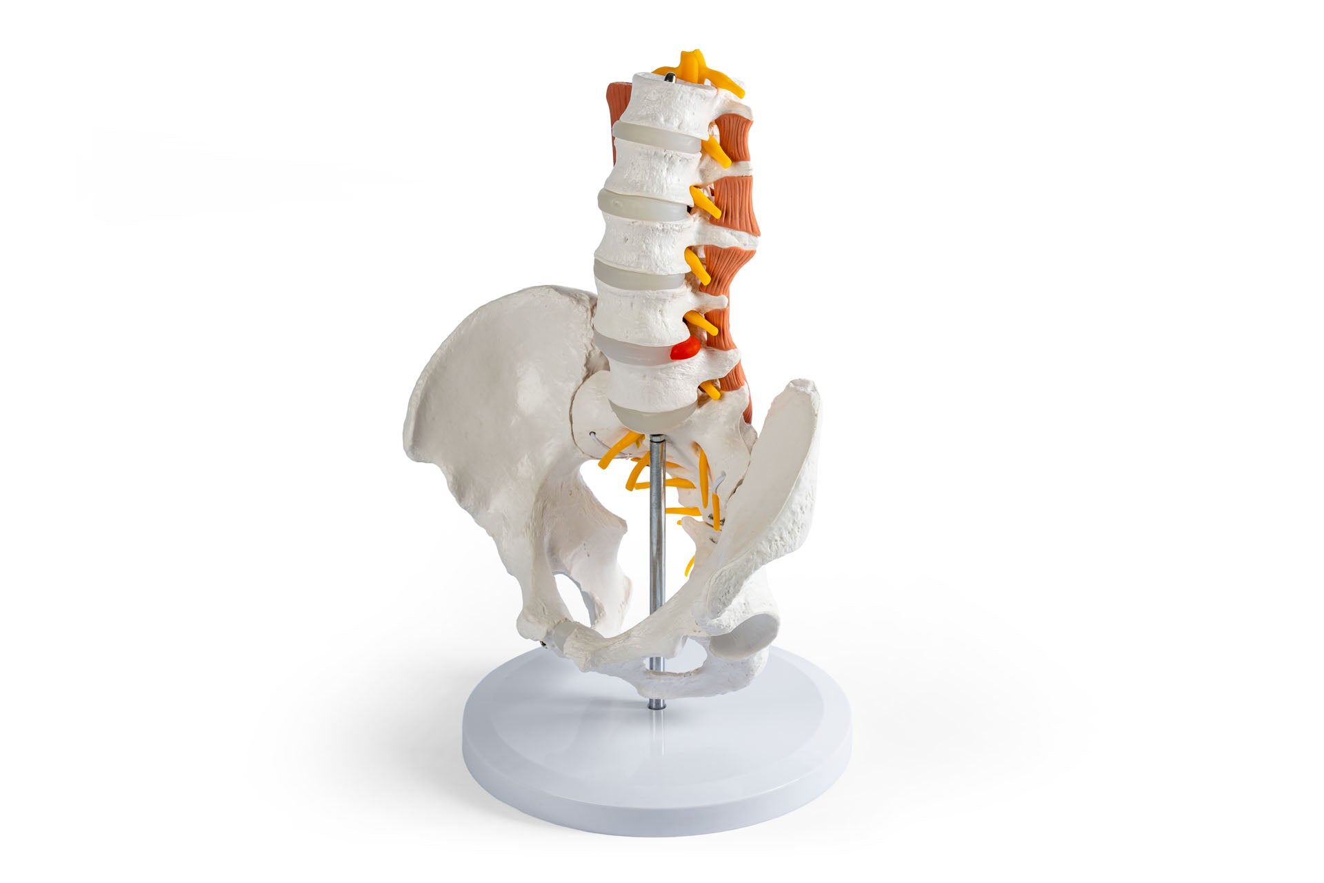 Male Pelvis and Lumbar Spine Model with Muscles
