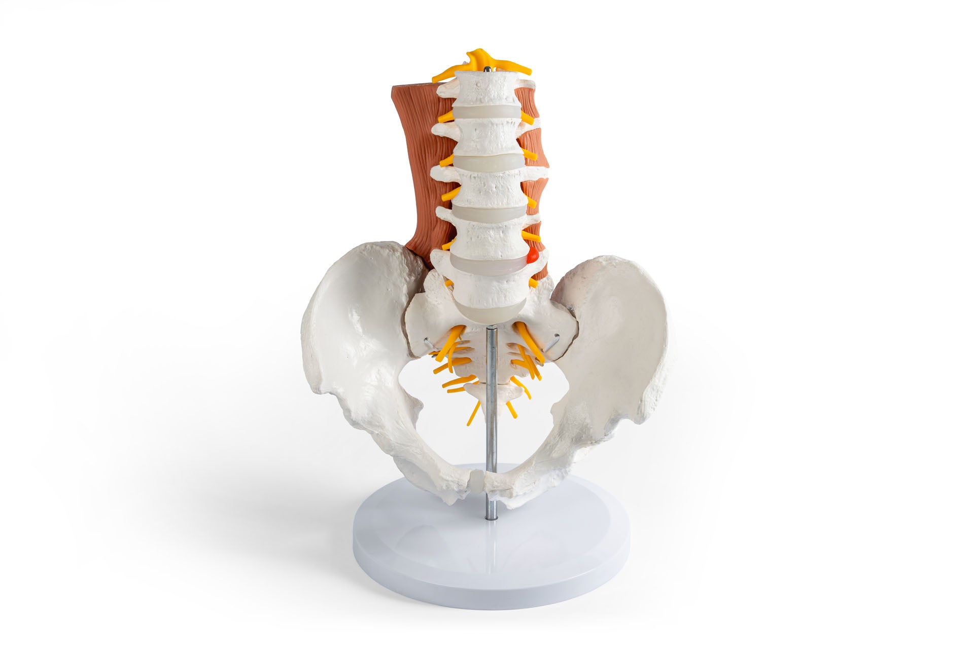 Male Pelvis and Lumbar Spine Model with Muscles