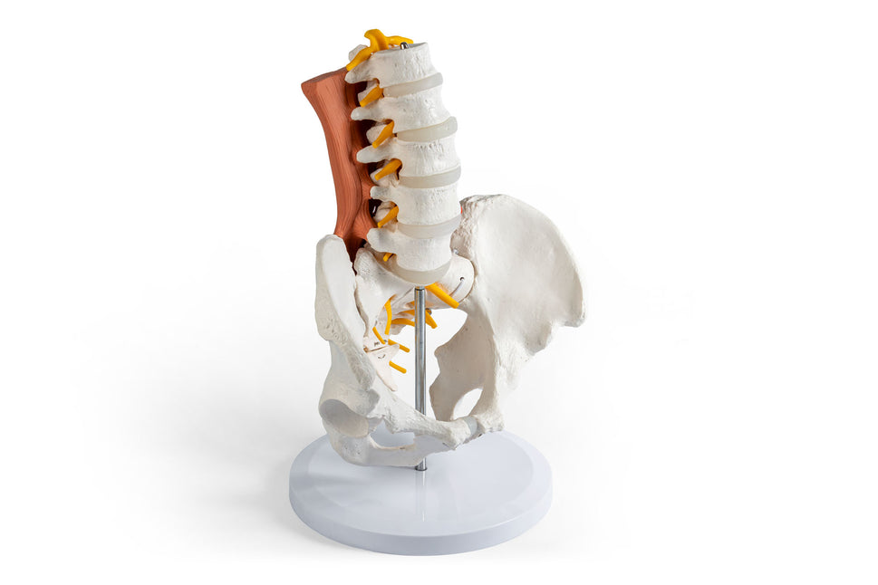 Male Pelvis and Lumbar Spine Model with Muscles