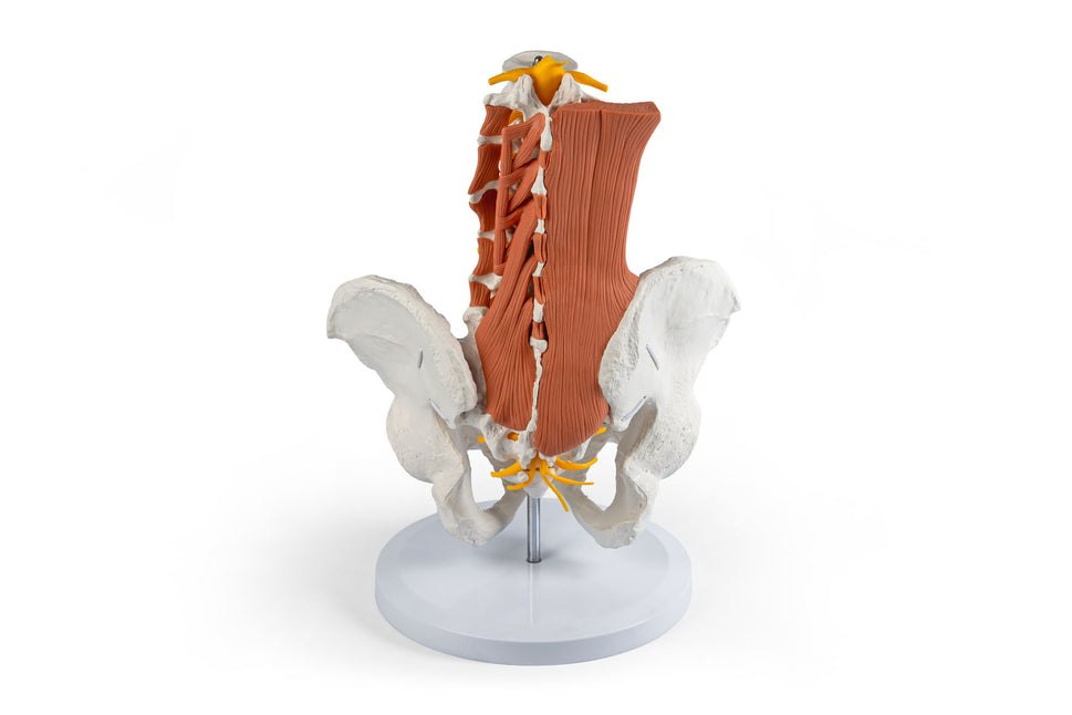 Male Pelvis and Lumbar Spine Model with Muscles