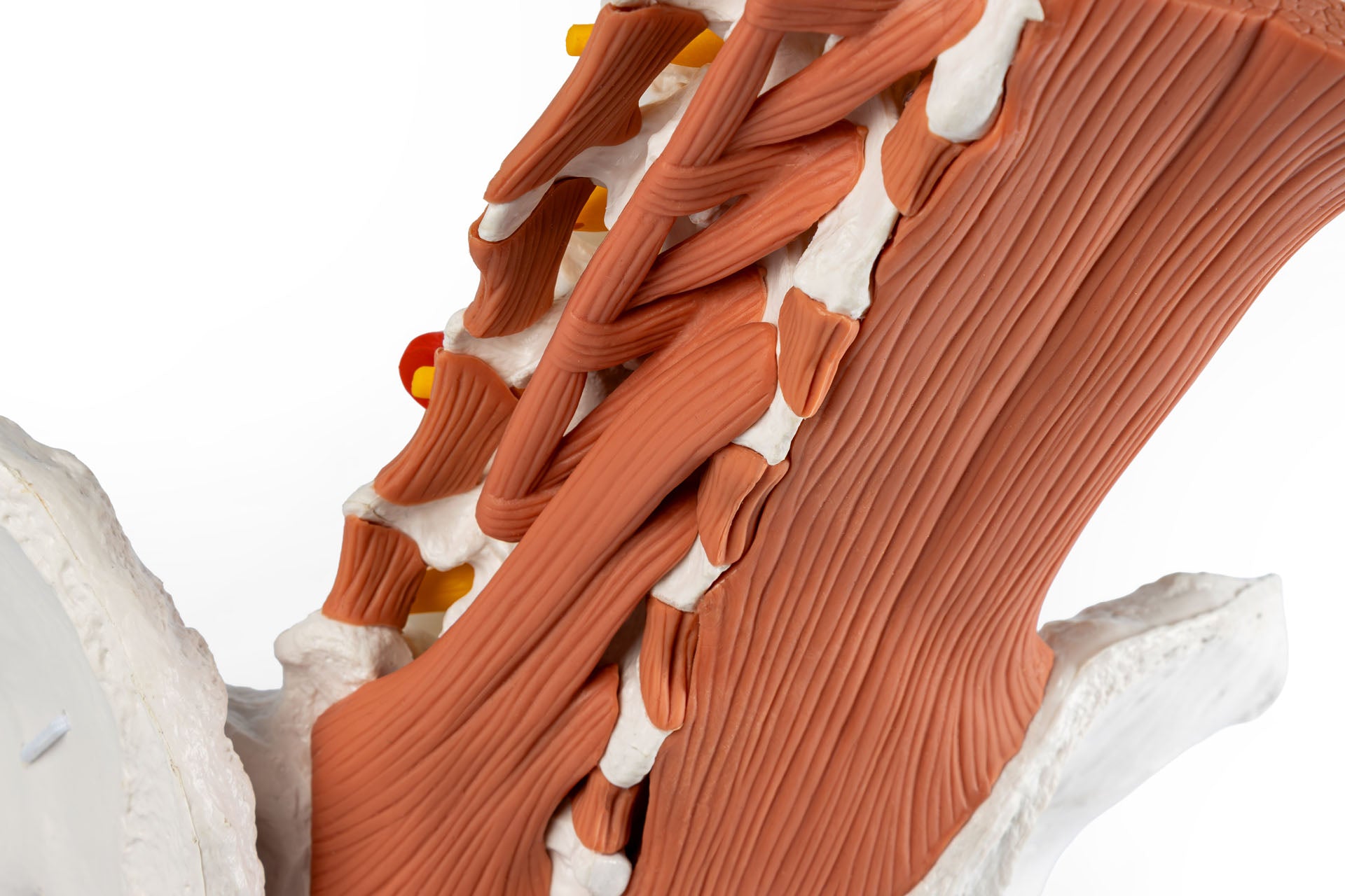 Male Pelvis and Lumbar Spine Model with Muscles