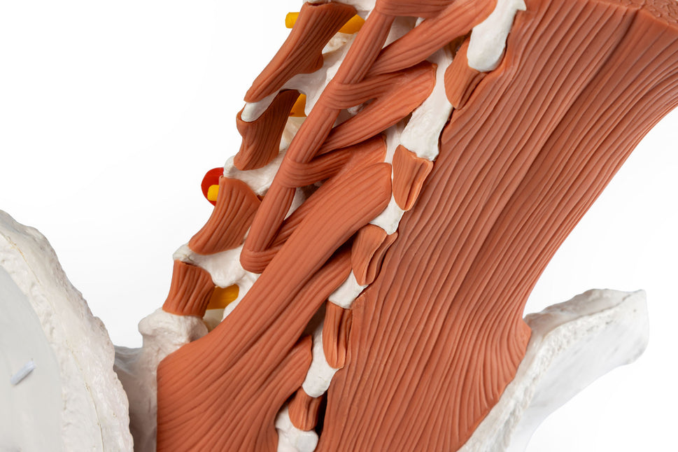 Male Pelvis and Lumbar Spine Model with Muscles