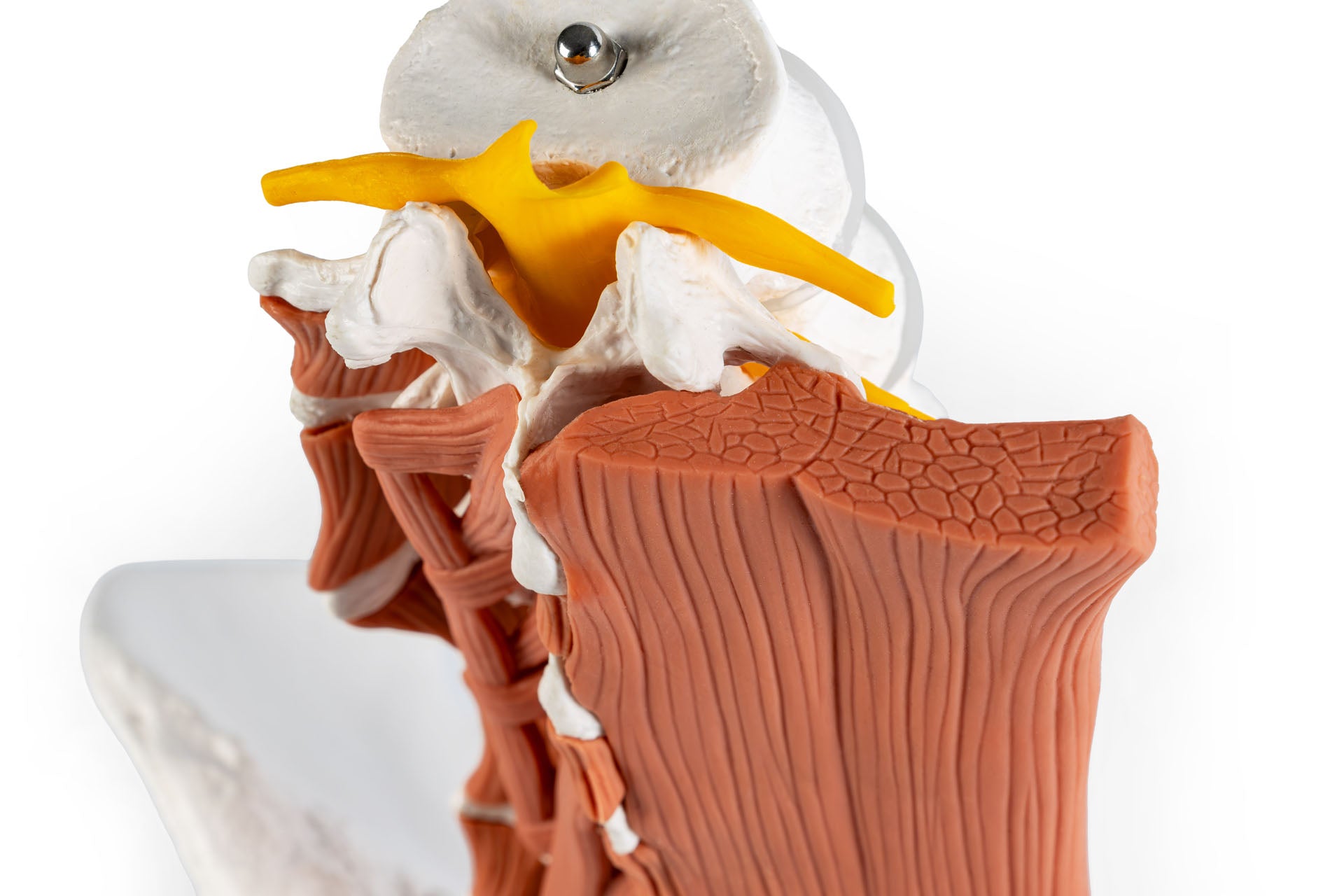 Male Pelvis and Lumbar Spine Model with Muscles