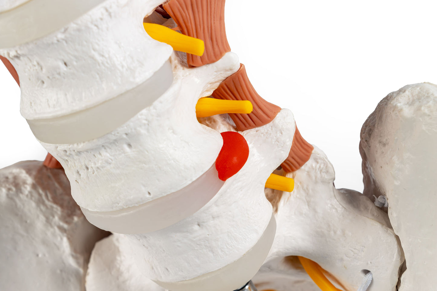 Male Pelvis, Lumbar Spine with Lumbar Muscles 4044 image 7