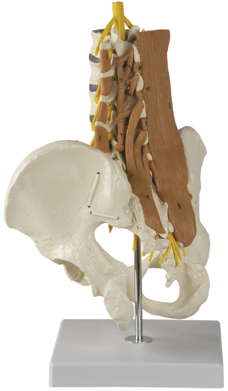 Lumbar Spine and Pelvis Model with Musculature