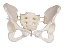 Switch Parts of the Flexible Female Pelvis Model 3 image