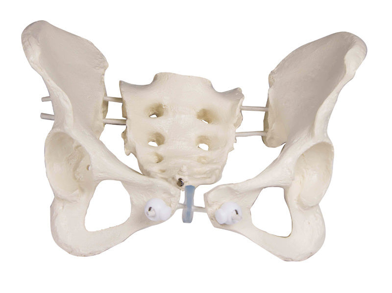 Flexible Female Pelvis Model