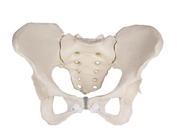 Flexible Female Pelvis Model