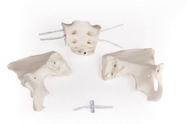 Flexible Female Pelvis Model