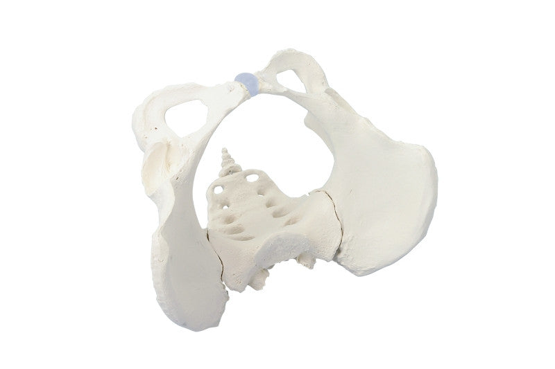 Female Pelvis Model