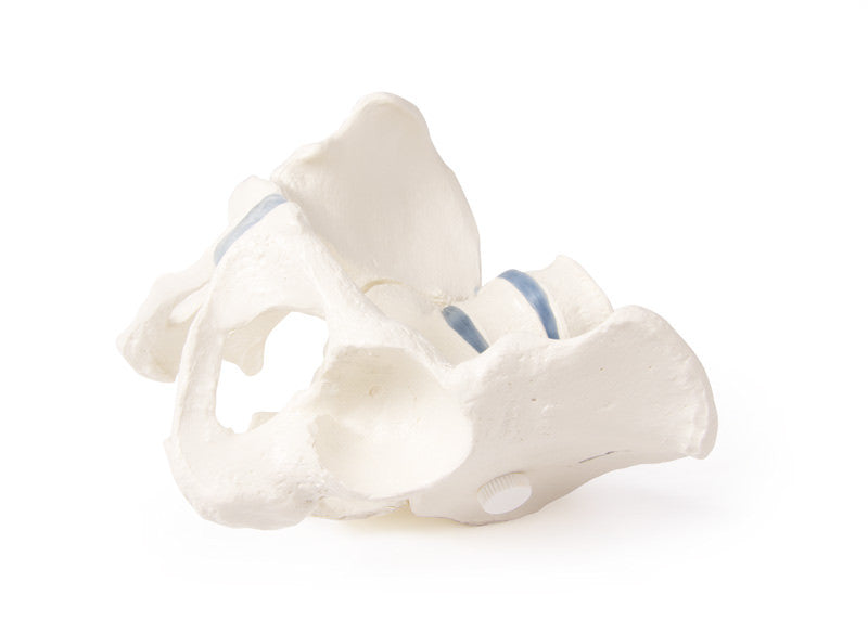 Male Pelvis Model with Flexible Vertebrae