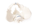 Switch Top view male pelvis 3 image