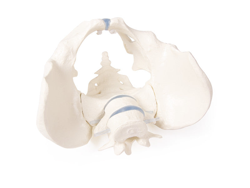 Male Pelvis Model with Flexible Vertebrae