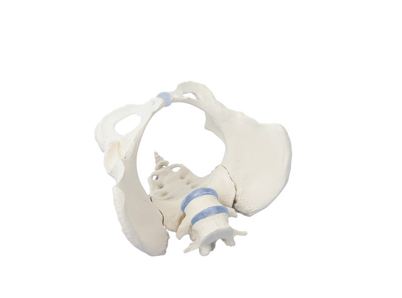 Female Pelvis Model with Flexible Vertebrae
