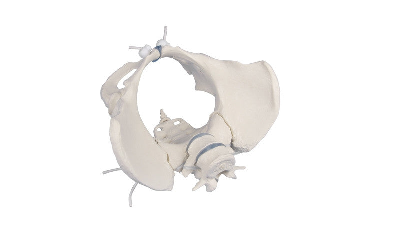 Flexible Female Pelvis Model with Vertebrae