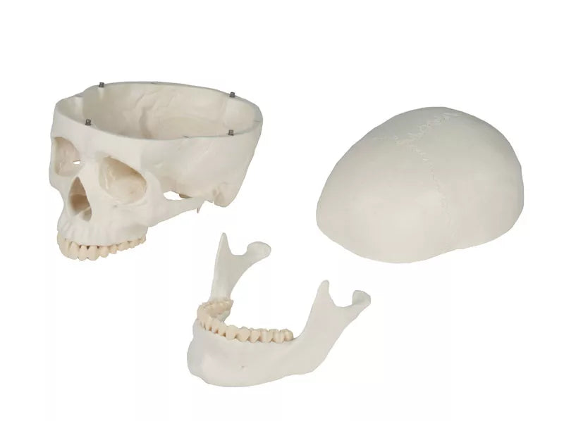 Skull Model (3 parts, With Augmented Anatomy App)