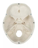 Switch Skull Model (3 parts, With Augmented Anatomy App) 4500 Image 2 2 image