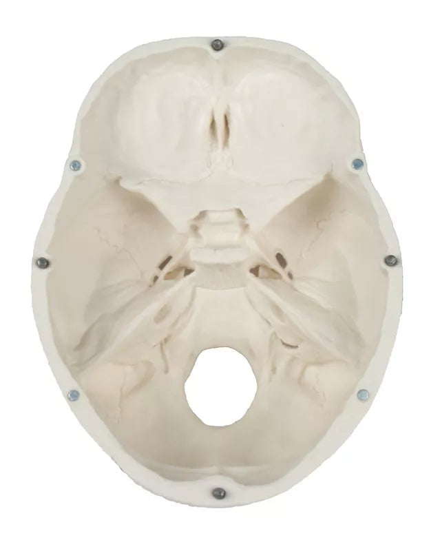 Skull Model (3 parts, With Augmented Anatomy App) 4500 Image 2